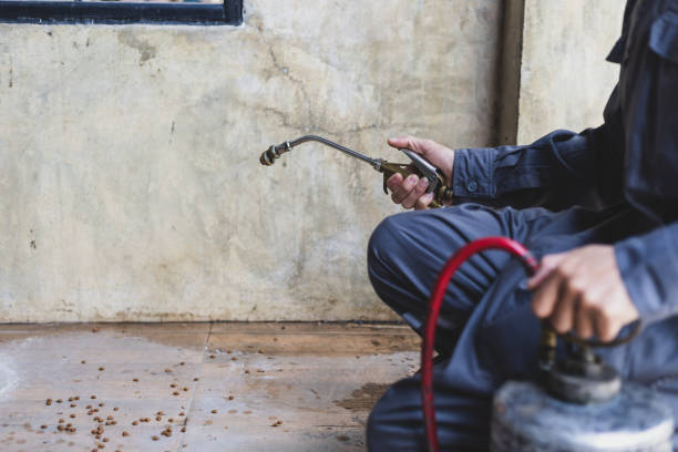 Best Flea Control Services  in Brady, TX
